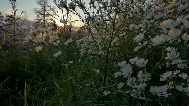 Movimiento lento del campo de flores con la luz del sol en la mañana, Inclinación hacia arriba tiro — Vídeo de stock