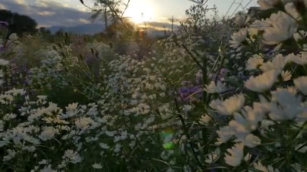 Zeitlupe des Blumenfeldes mit Sonnenlicht am Morgen, Pan Shot — Stockvideo
