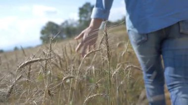 Kadının el buğday alanda, yavaş çekim yürüyüş yakın çekim