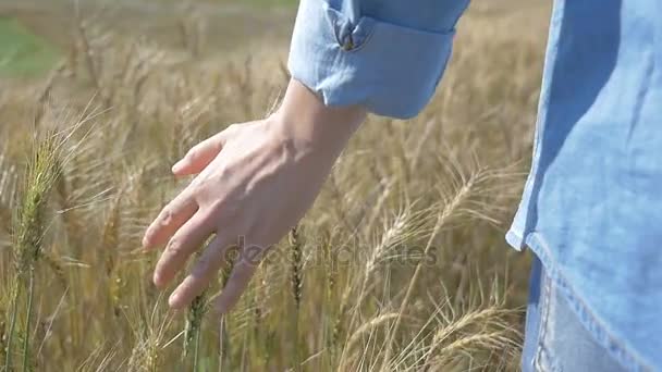 Крупный план женской руки, идущей по пшеничному полю, медленный выстрел — стоковое видео