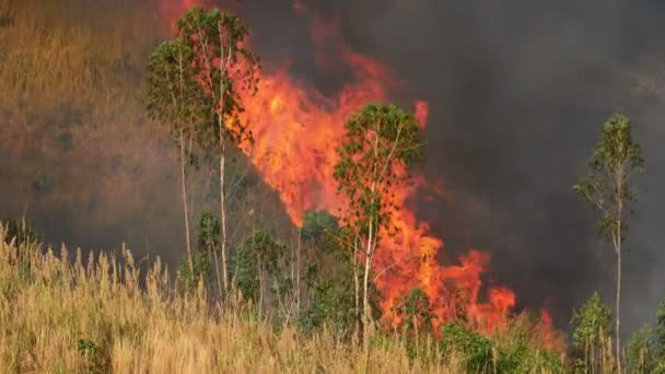 4 к: лісові пожежі в Південно-Східній Азії — стокове відео