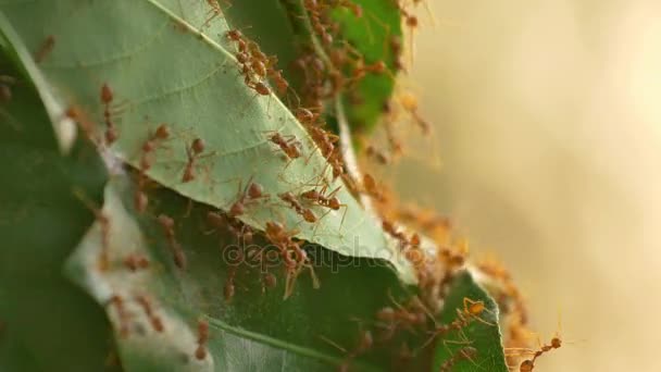 붉은 개미 4 k 작동 나무와 그들의 둥지를 구축 팀 leafs — 비디오