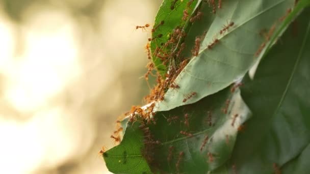 4K de hormigas rojas trabajan en equipo para construir su nido con hojas de árboles — Vídeo de stock