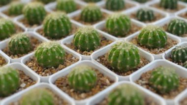 Çeşitli mini kaktüs mini tencerede yavaş hareket