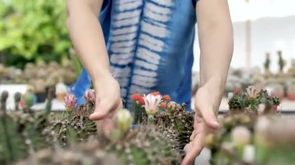 4k: mooie Aziatische boer vrouw divers van cactus planten in boerderij — Stockvideo