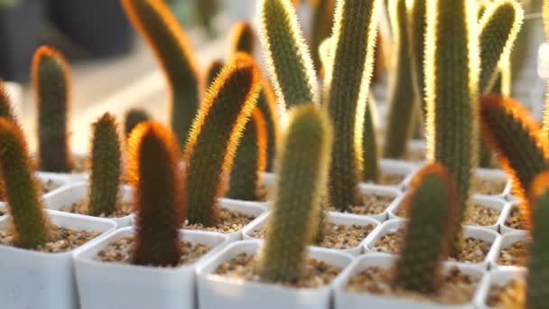 4k: långsam rörelse olika av mini cactus i mini potten, Pan sköt — Stockvideo