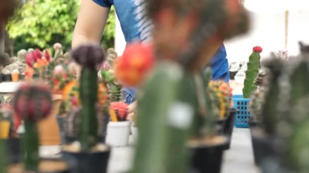 4 k slowmotion av vacker asiatisk bonde kvinna plantera olika av cactus i gård — Stockvideo