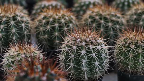 4k: långsam rörelse olika av mini cactus i mini potten — Stockvideo