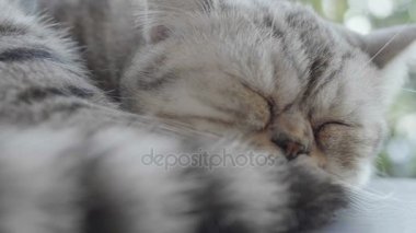 4k: tembel gün, yavaş çekim uyuyan İskoç fold tabby yavru kedi, yakın