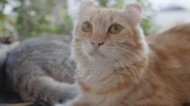 4k: ağır çekim çekim masanın üzerinde yatan Amerikalı kıvırmak tabby yavru kedi, yakın
