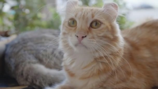 Close American Curl Tabby Gatinho Deitado Mesa Tiro Câmera Lenta — Vídeo de Stock