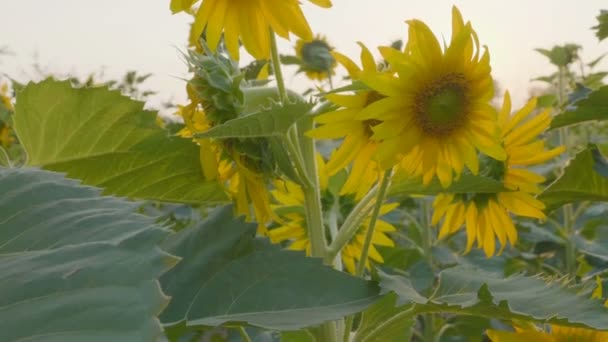 Cámara Lenta Del Campo Girasol Durante Puesta Del Sol Tiro — Vídeo de stock