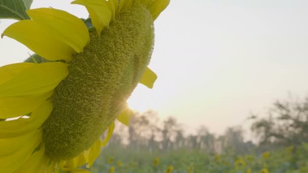 Slow Motion Close Van Bijen Bezig Met Zonnebloem — Stockvideo