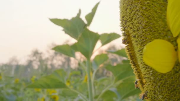 Mouvement Lent Gros Plan Sur Les Abeilles Travaillant Sur Tournesol — Video