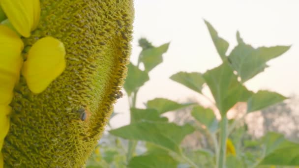 Mouvement Lent Gros Plan Sur Les Abeilles Travaillant Sur Tournesol — Video