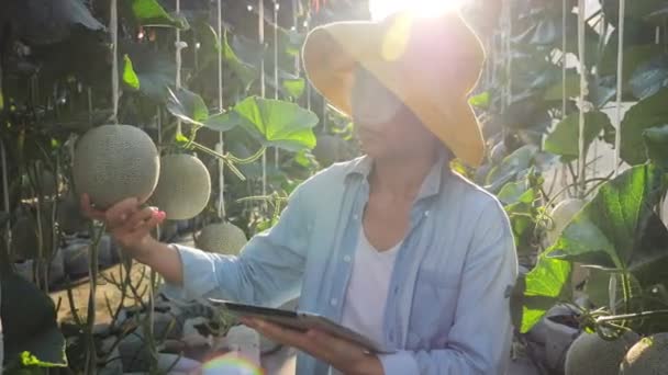 Mujer Agricultora Asiática Usando Tableta Digital Para Monitorear Producción Melón — Vídeos de Stock