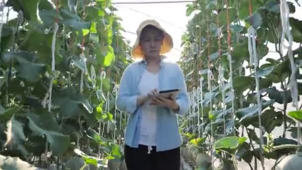 Asiatische Bäuerin Nutzt Digitales Tablet Zur Überwachung Der Melonenproduktion — Stockvideo