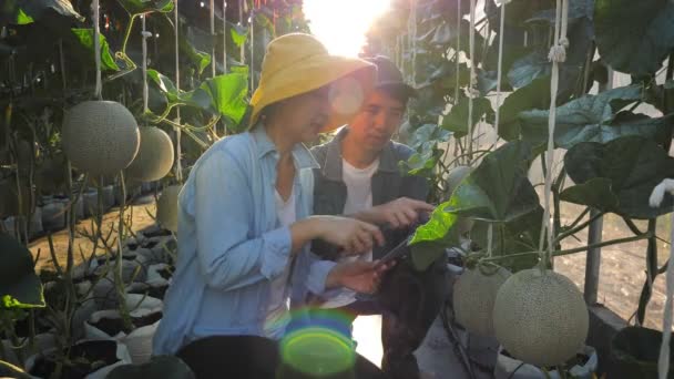 Asiático Pareja Agricultor Utilizando Digital Tableta Para Monitoreo Producción Melón — Vídeo de stock