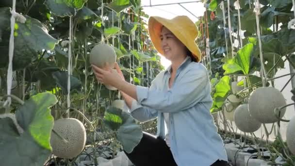 Azjatka Rolnik Sprawdzający Produkcję Melona — Wideo stockowe