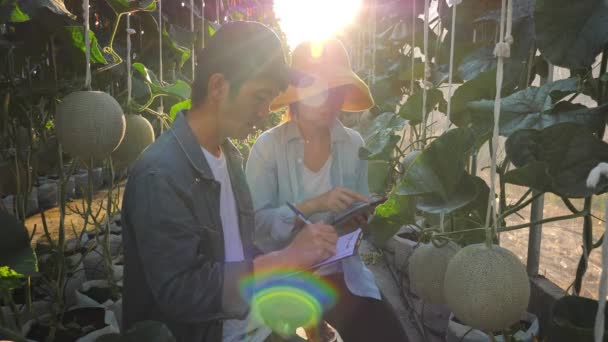 Asiático Pareja Agricultor Utilizando Digital Tableta Para Monitoreo Producción Melón — Vídeo de stock