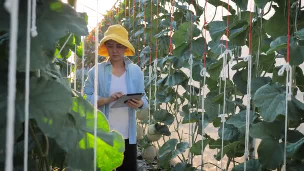 Asiatische Bäuerin Nutzt Digitales Tablet Zur Überwachung Der Melonenproduktion — Stockvideo