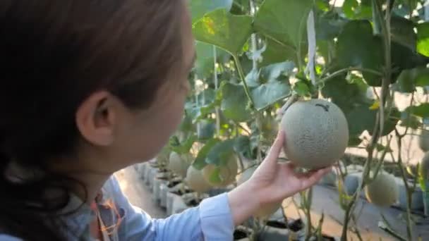 Mujer Asiática Agricultora Deshacerse Ataque Gusano Producción Melón — Vídeo de stock