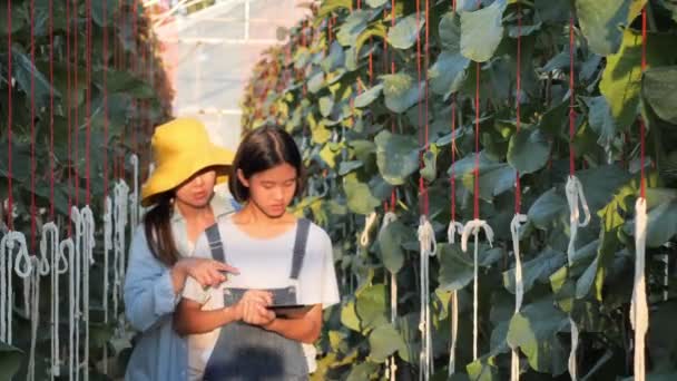使用数码平板电脑监测甜瓜生产的亚洲女农民和女孩 — 图库视频影像