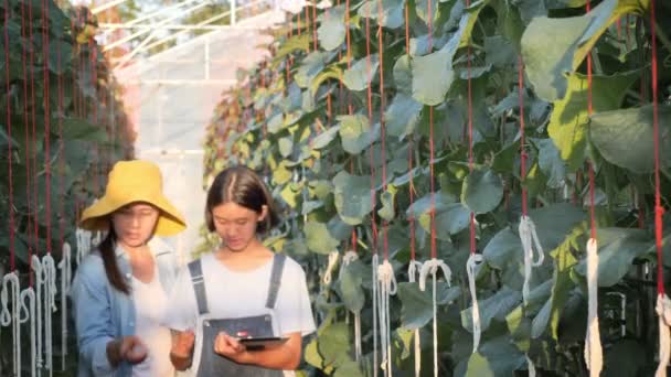 使用数码平板电脑监测甜瓜生产的亚洲女农民和女孩 — 图库视频影像