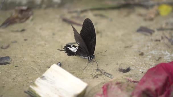 Una mariposa negra seca sus alas antes de tomar vuelo de una roca a un lado de un arroyo. Disparo en cámara lenta en una reserva de mariposas — Vídeos de Stock