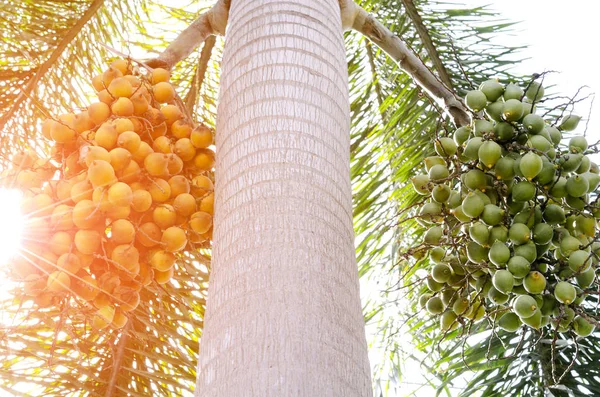 Semilla de palma aceitera — Foto de Stock