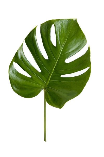 Green leaf isolate on white background — Stock Photo, Image