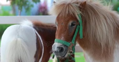 Bir çiftlikte minyatür midilli