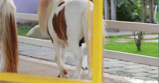 Pônei miniatura em uma fazenda — Vídeo de Stock