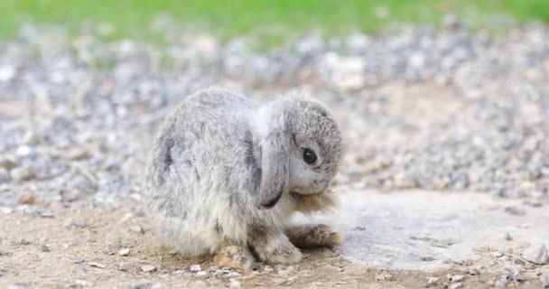 Lapins à la ferme — Video