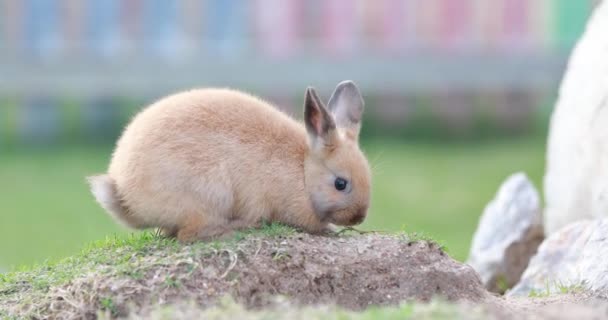 Dieren op een boerderij, konijnen — Stockvideo