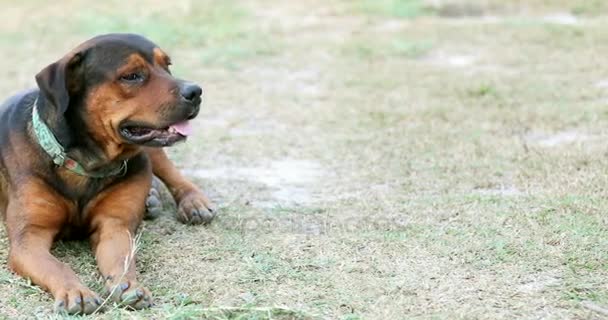 かわいい犬を振る彼の頭と不思議 — ストック動画