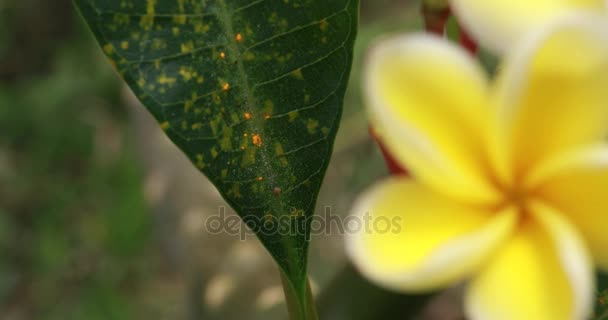 FERMER : Belles fleurs en fleurs qui se balancent dans le vent — Video