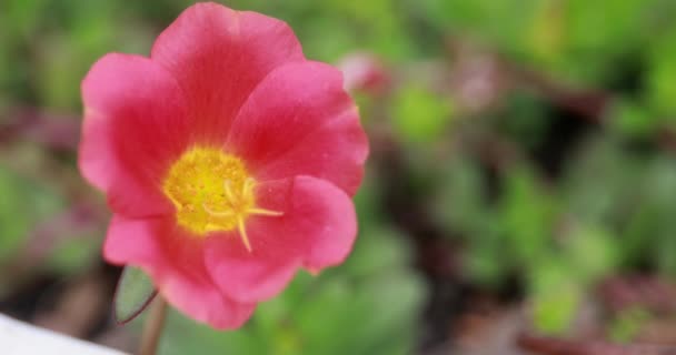 Close-up: Mooie bloeiende bloemen zwaaiend in de wind — Stockvideo