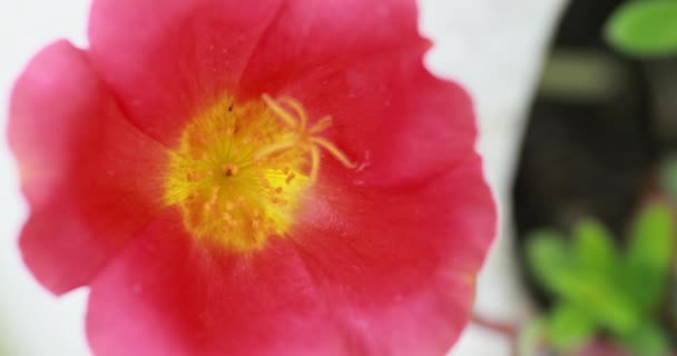 Zblízka: Krásné kvetoucí květy ve větru — Stock video