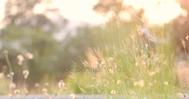 Садовий ландшафтний чоловік косить ріжучу траву на своєму садовому подвір'ї з газонокосаркою — стокове відео