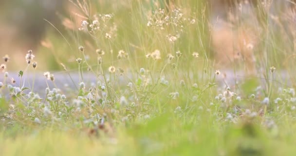 Tuin van tuinarchitect man snijden in zijn tuin tuin met grasmaaier gras maaien — Stockvideo