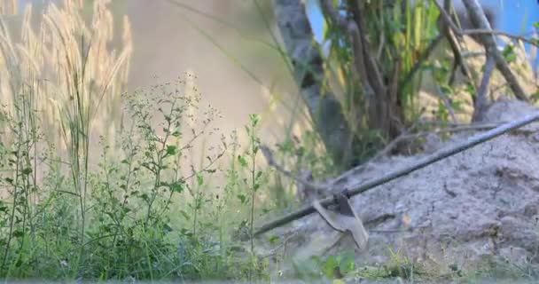 Садовый садовник стрижет траву в саду газонокосилкой — стоковое видео