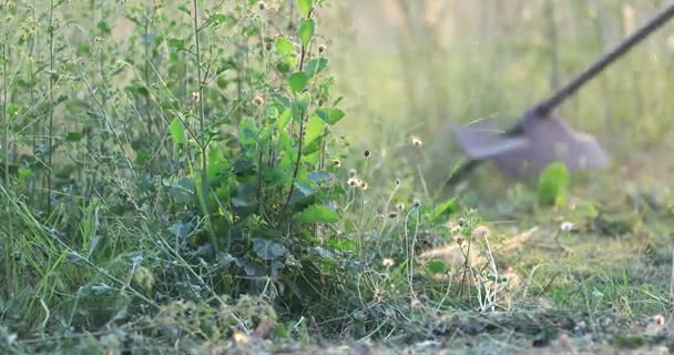 Trädgård landscaper man klipper gräset i hans trädgård trädgård med gräsklippare — Stockvideo