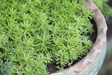 Seramik cray kaktüs 