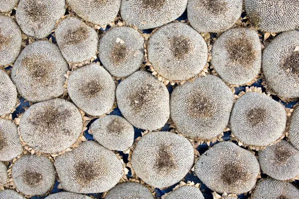 Primer plano de fondo de flor de sol seco —  Fotos de Stock