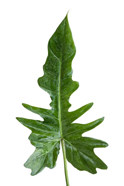 Πράσινο φύλλο του Φοίνικα απομονωθεί σε λευκό φόντο — Φωτογραφία Αρχείου