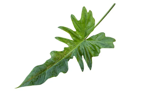 Green leaf of palm isolate on white background — Stock Photo, Image