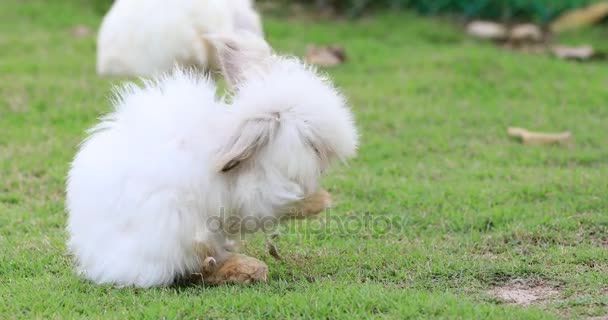 Милый пасхальный кролик, поедающий траву — стоковое видео