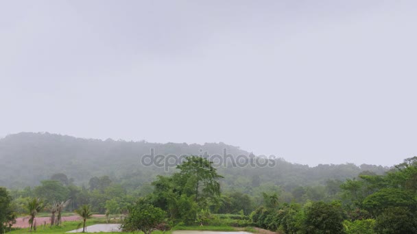 Amplio tiro en selva tropical selva, niebla, niebla, lluvia, nubes se mueven en imágenes de lapso de tiempo. Paisaje verde . — Vídeos de Stock