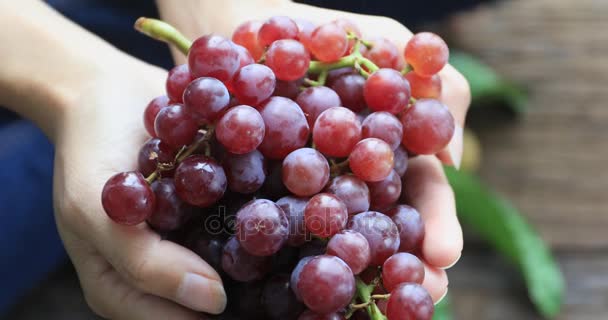 Mano mostra un mucchio di uve rosse raccolte da lei stessa in un vigneto di uva rossa. cibo biologico e vino pregiato fatto a mano — Video Stock